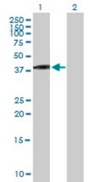 Anti-VGLL3 antibody produced in mouse purified immunoglobulin, buffered aqueous solution