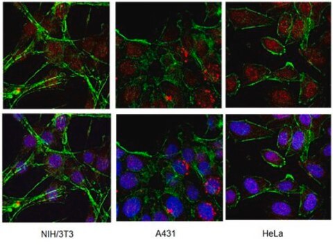 Anti-Spinocerebellar Ataxia Type 3 Antibody, clone 1H9 ascites fluid, clone 1H9, Chemicon&#174;