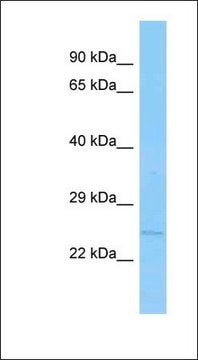 Anti-APH1B antibody produced in rabbit affinity isolated antibody