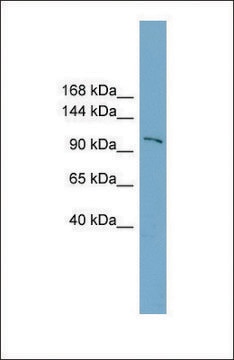 Anti-FTSJD1 antibody produced in rabbit affinity isolated antibody