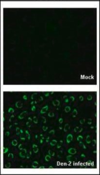 Anti-NS1 antibody produced in rabbit affinity isolated antibody, buffered aqueous solution