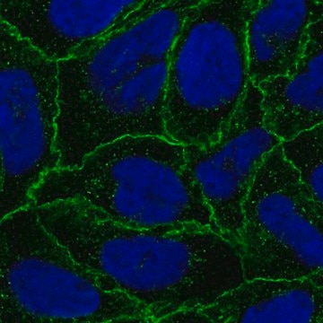 Anti-CTNNA1 antibody produced in rabbit Prestige Antibodies&#174; Powered by Atlas Antibodies, affinity isolated antibody