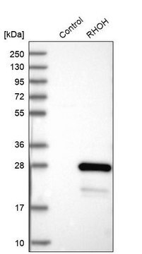 Anti-RHOH antibody produced in rabbit Prestige Antibodies&#174; Powered by Atlas Antibodies, affinity isolated antibody, buffered aqueous glycerol solution