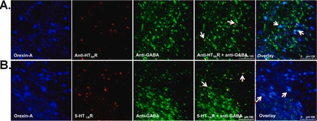 Anti-GABA Antibody serum, Chemicon&#174;