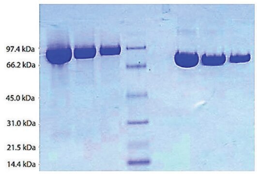 Plasminogen from human plasma &#8805;95% (SDS-PAGE)