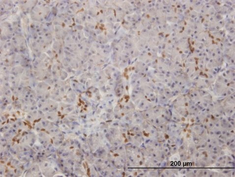 Monoclonal Anti-SOX9, (C-terminal) antibody produced in mouse clone 3F11, purified immunoglobulin, buffered aqueous solution