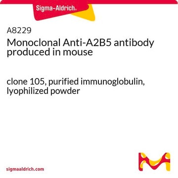 Monoclonal Anti-A2B5 antibody produced in mouse clone 105, purified immunoglobulin, lyophilized powder