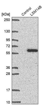 Anti-LSM14B antibody produced in rabbit Prestige Antibodies&#174; Powered by Atlas Antibodies, affinity isolated antibody