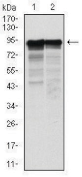 Monoclonal Anti-NEFL antibody produced in mouse clone 2G10, purified immunoglobulin, buffered aqueous solution