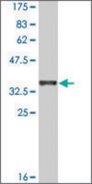 Monoclonal Anti-CDH12 antibody produced in mouse clone 1B4, ascites fluid