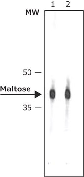 Monoclonal Anti-Maltose Binding Protein&#8722;Peroxidase antibody produced in mouse clone MBP-17, purified immunoglobulin, lyophilized powder