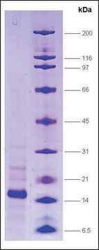 RNA Polymerase II, p14.5 subunit human recombinant, expressed in E. coli, &#8805;80% (SDS-PAGE)