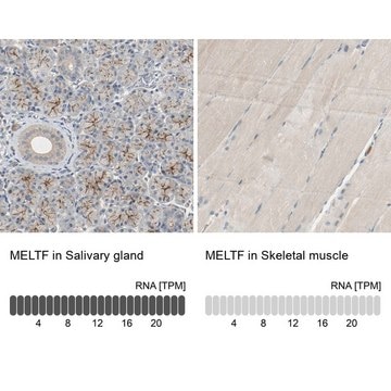 Anti-MELTF antibody produced in rabbit Prestige Antibodies&#174; Powered by Atlas Antibodies, affinity isolated antibody, buffered aqueous glycerol solution