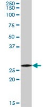 Anti-PSMA7 antibody produced in rabbit purified immunoglobulin, buffered aqueous solution