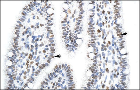 Anti-SFPQ antibody produced in rabbit IgG fraction of antiserum