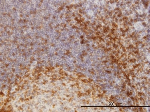 Monoclonal Anti-SCAP1 antibody produced in mouse clone 3D3, purified immunoglobulin, buffered aqueous solution