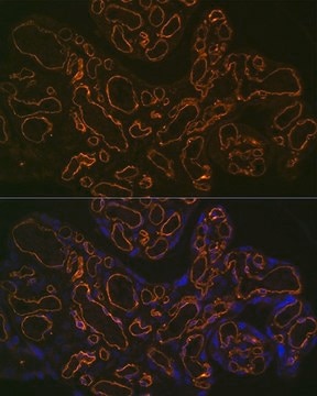 Anti-CD31/PECAM1 antibody produced in rabbit