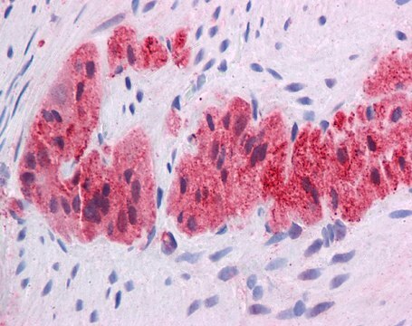 Anti-KLF2 affinity isolated antibody