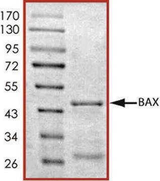 BAX, GST tagged human recombinant, expressed in E. coli, &#8805;70% (SDS-PAGE), buffered aqueous glycerol solution