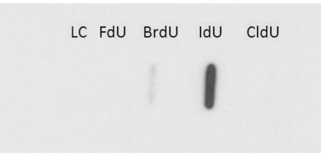 Monoclonal Anti-IdU antibody produced in mouse clone 32D8.D9, purified immunoglobulin