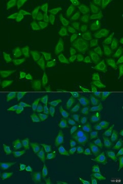 Anti-FKBP2 antibody produced in rabbit