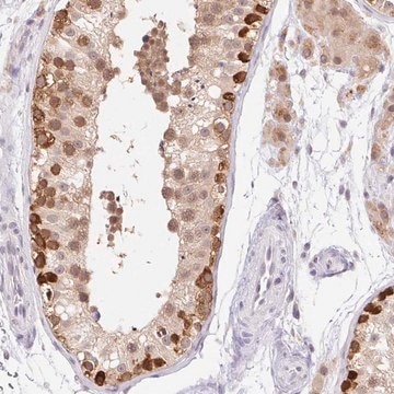 Anti-SRSF10 antibody produced in rabbit Prestige Antibodies&#174; Powered by Atlas Antibodies, affinity isolated antibody, buffered aqueous glycerol solution