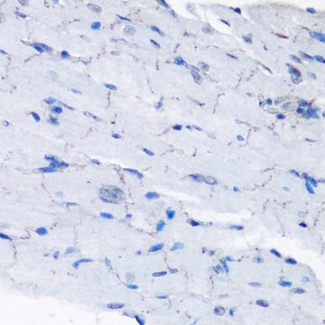 Anti-Phospho-P70 S6K-T389 antibody produced in rabbit