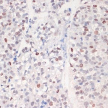 Anti-Phospho-&#947;H2A.X-S139 antibody produced in rabbit