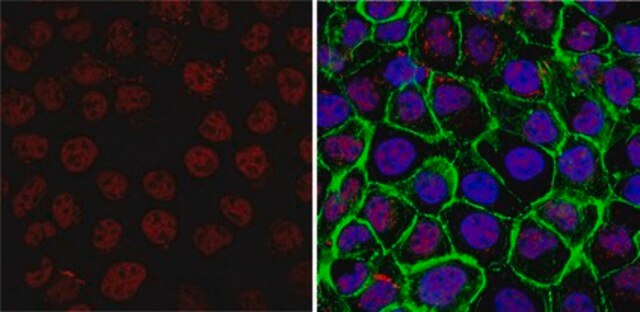 Anti-TAF10/TAFII30 Antibody, clone 6TA-2B11 ascites fluid, clone 6TA-2B11, from mouse