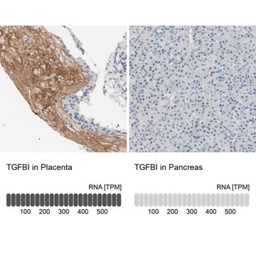 Anti-TGFBI antibody produced in rabbit Prestige Antibodies&#174; Powered by Atlas Antibodies, affinity isolated antibody, buffered aqueous glycerol solution