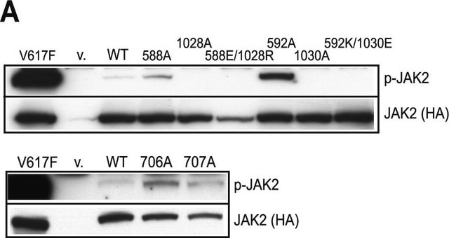 Anti-phospho-JAK2 (Tyr1007/1008) Antibody Upstate&#174;, from rabbit