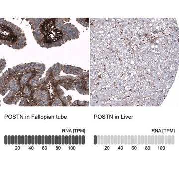 Monoclonal Anti-POSTN antibody produced in mouse Prestige Antibodies&#174; Powered by Atlas Antibodies, clone CL12090, purified immunoglobulin, buffered aqueous glycerol solution