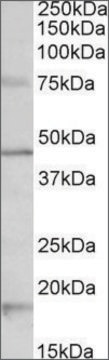 Anti-Htr1a antibody produced in goat affinity isolated antibody, buffered aqueous solution