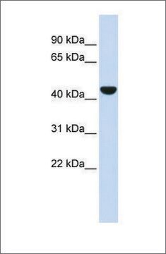 Anti-KRT19 (ab1) antibody produced in rabbit affinity isolated antibody