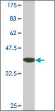 Monoclonal Anti-PTMA antibody produced in mouse clone 3E5, purified immunoglobulin, buffered aqueous solution