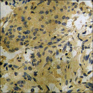 Anti-phospho-CDC25B (pSer353) antibody produced in rabbit affinity isolated antibody