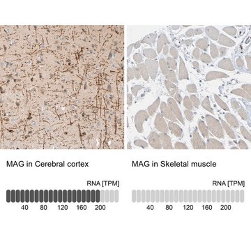 Anti-MAG antibody produced in rabbit Prestige Antibodies&#174; Powered by Atlas Antibodies, affinity isolated antibody, buffered aqueous glycerol solution