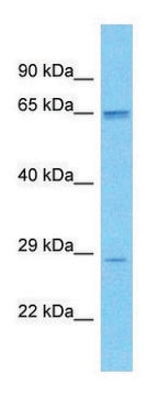 Anti-SCD5 antibody produced in rabbit affinity isolated antibody