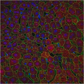 Anti-Arginase-1 Antibody from chicken