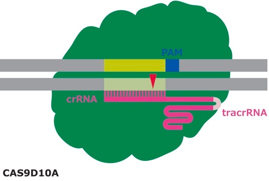 Cas9-D10A Nickase Protein from&nbsp;Streptococcus pyogenes with&nbsp;D10A mutation, recombinant, expressed in&nbsp;E. coli, 1X NLS