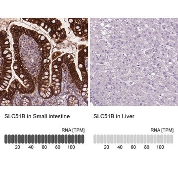 Anti-SLC51B antibody produced in rabbit Prestige Antibodies&#174; Powered by Atlas Antibodies, affinity isolated antibody, buffered aqueous glycerol solution