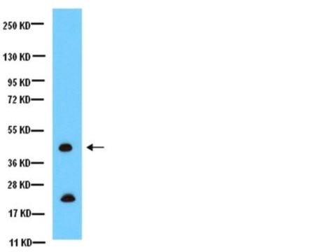 Anti-Connexin 43 Antibody, CT, cytosolic Chemicon&#174;, from rabbit