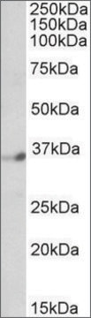 Anti-DPF1 (C-terminal) antibody produced in goat affinity isolated antibody, buffered aqueous solution