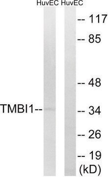 Anti-TMBIM1 antibody produced in rabbit affinity isolated antibody