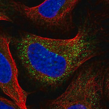 Anti-IRX3 antibody produced in rabbit Prestige Antibodies&#174; Powered by Atlas Antibodies, affinity isolated antibody, buffered aqueous glycerol solution