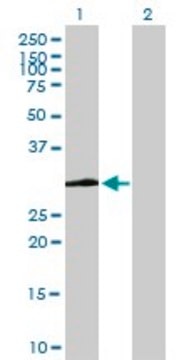 Anti-VWF antibody produced in mouse purified immunoglobulin, buffered aqueous solution