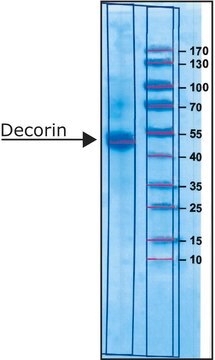 Decorin from bovine articular cartilage salt-free, lyophilized powder, sterile-filtered