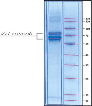 Vitronectin from human plasma lyophilized powder, BioReagent, suitable for cell culture