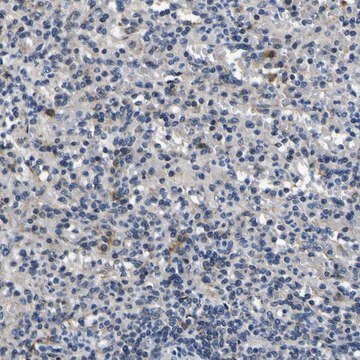 Anti-NLRP3 antibody produced in rabbit Prestige Antibodies&#174; Powered by Atlas Antibodies, affinity isolated antibody, buffered aqueous glycerol solution