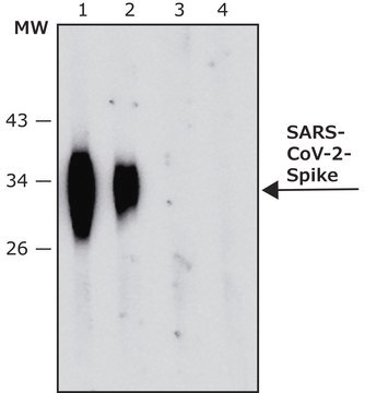 Anti-SARS-COV-2-Spike-RBD region antibody, Mouse monoclonal clone SP-10, purified from hybridoma cell culture